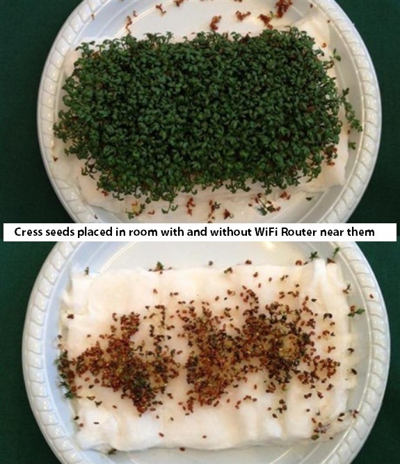 Plants Near WiFi