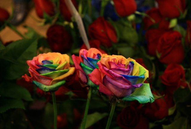 Three rainbow roses