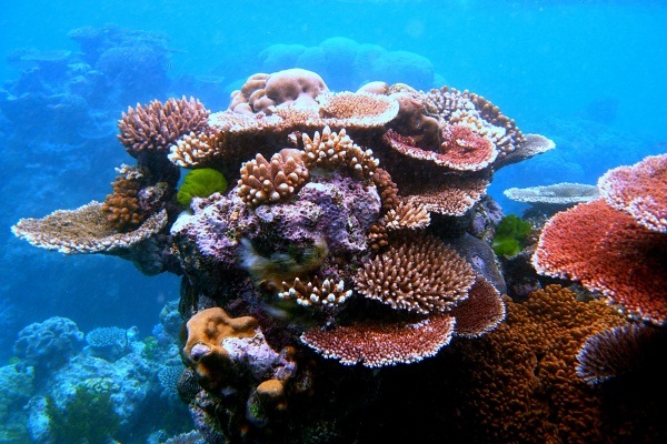 coral in reef