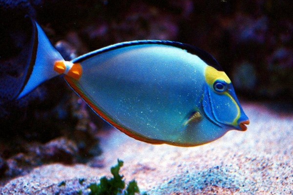 Underwater_Tropical_Fish