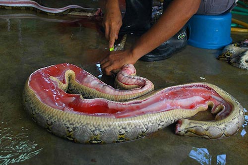 python-meat-snake-flesh