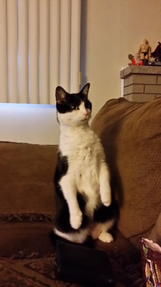 25 Adorable StandUp Cats Here to Make Your Day PickChur