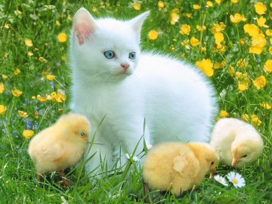 cat-and-chick