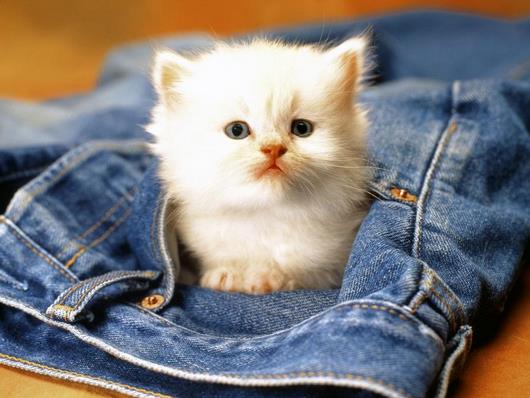 cat-jeans