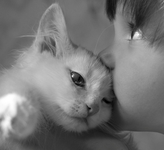 kiss-a-cat
