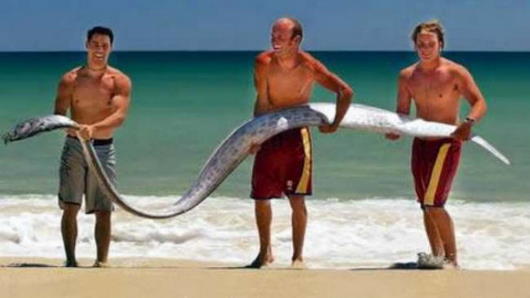 sea-serpent-oarfish