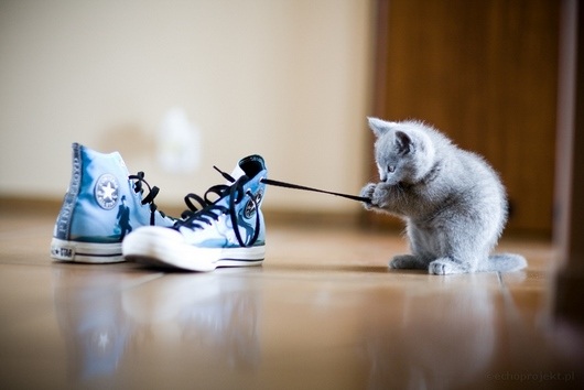 shoe-cat