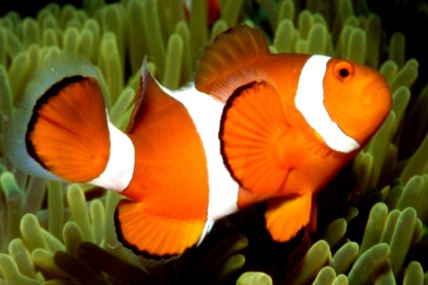 Clownfish nemo