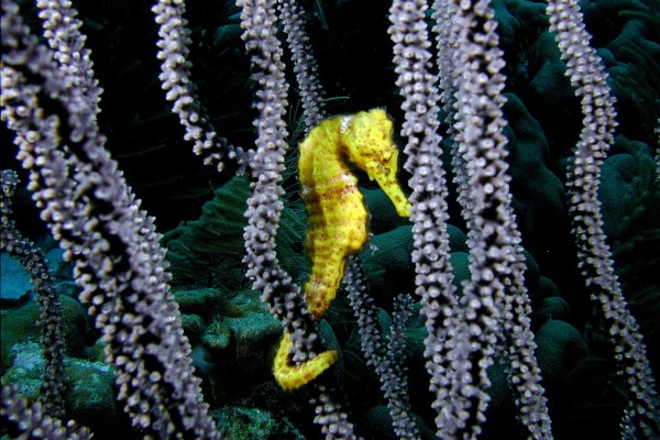underwater-seahorse