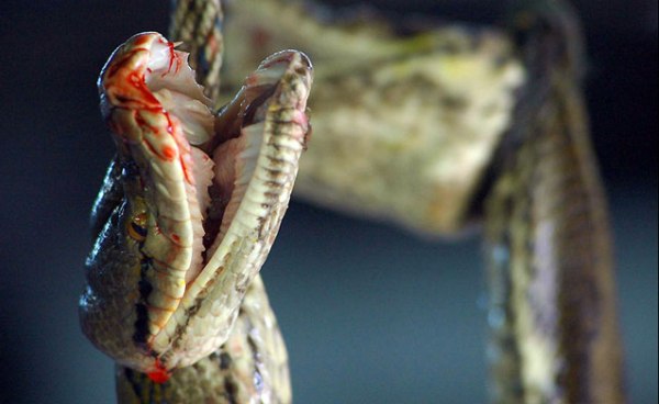 python-snake