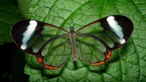 glasswinged-butterfly