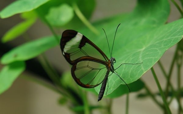 transparent_butterfly