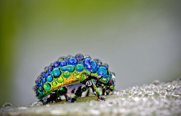 insect covered in dew