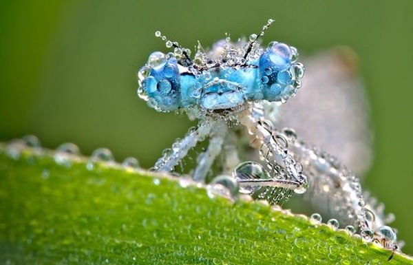 macro insect photography 