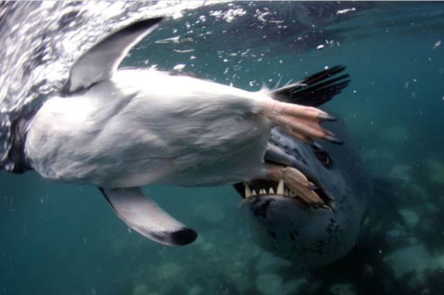 penguin_final_moment