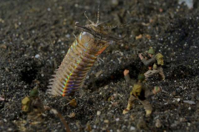 Invasion - bobbit Worm