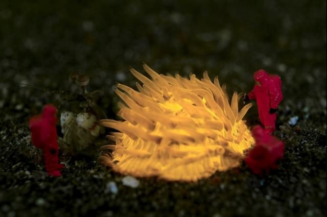 Warning. Radioactivity detected - Mushroom Coral