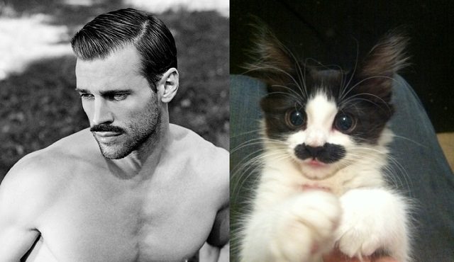 Sexy Guy or Cat (2)