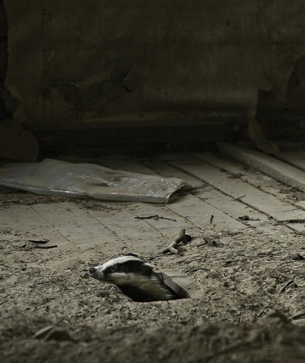 animals take over abondoned house (10)