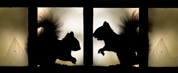 animals take over abondoned house (11)