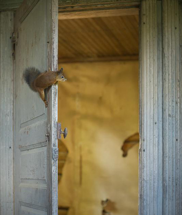 animals take over abondoned house (12)