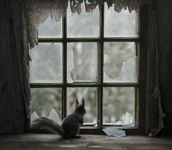 animals take over abondoned house (3)