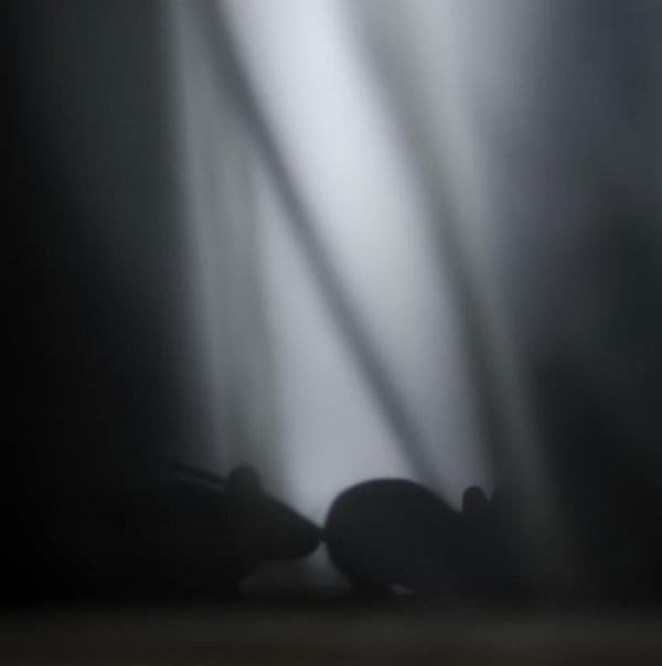 animals take over abondoned house (4)