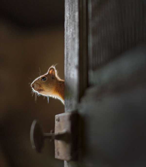 animals take over abondoned house (5)