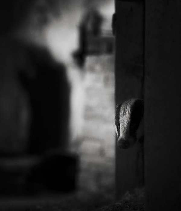 animals take over abondoned house (7)