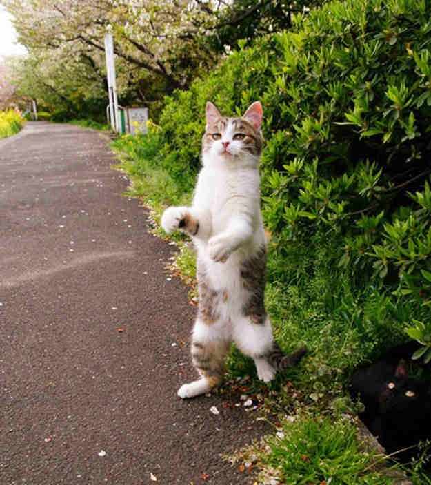 Stand_up_Cat (10)