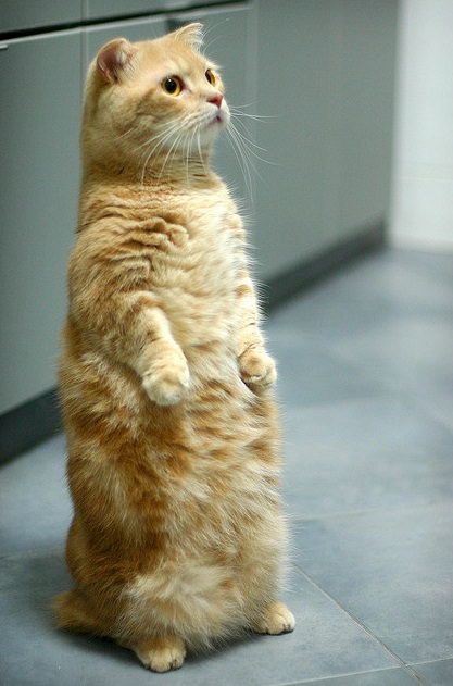 Stand_up_Cat (11)