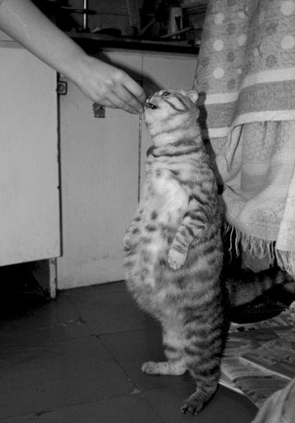 Stand_up_Cat (12)