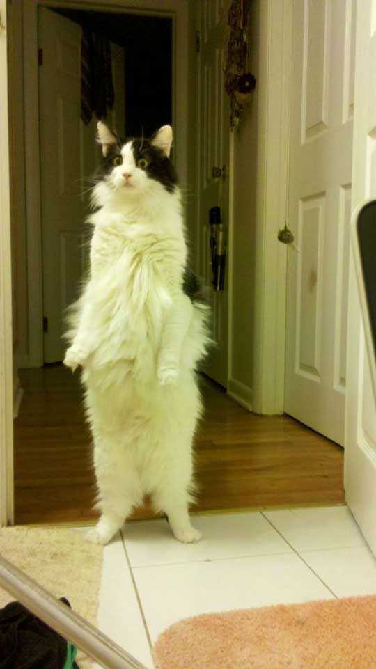 Stand_up_Cat (16)