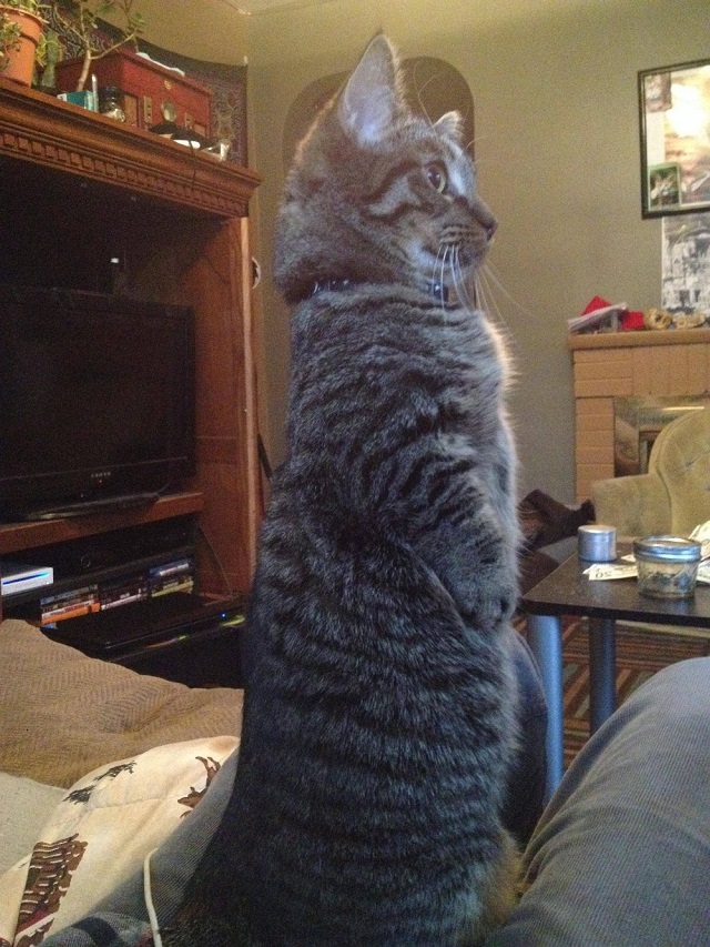 Stand_up_Cat (18)