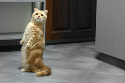 Stand_up_Cat (6)