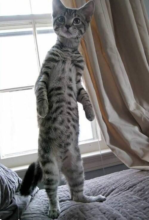 Stand_up_Cat (9)