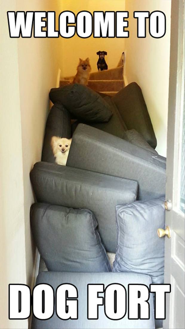 a-dog-fort