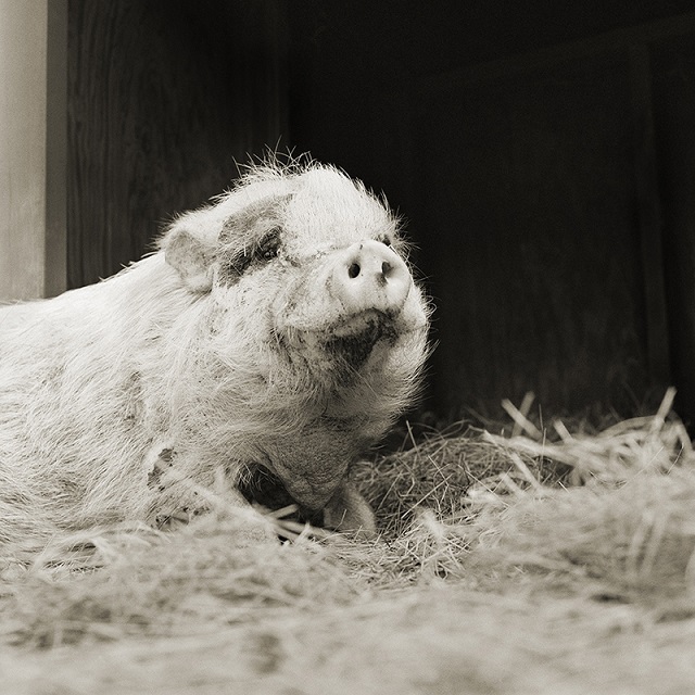 Violet, Potbellied Pig, Age 12