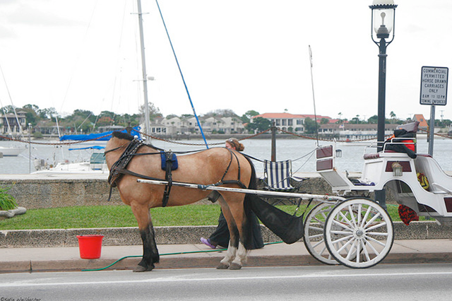 This isn’t a headless horse rather it has bent sideways