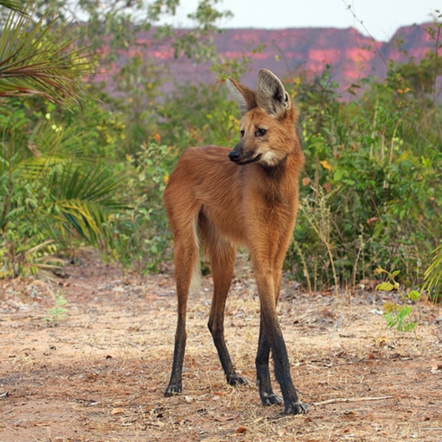 This not some fox elongated by silly Photoshop, this is Maned Wolf, an actual animal. 