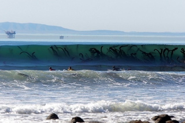 Things you are seeing in the tides are not sea giants rather its seaweed