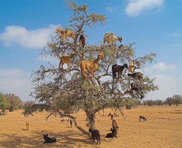 Yes! Goats can climb trees too. Here is a picture from Morocco where goats have climbed Argan Tree to search the greens. 