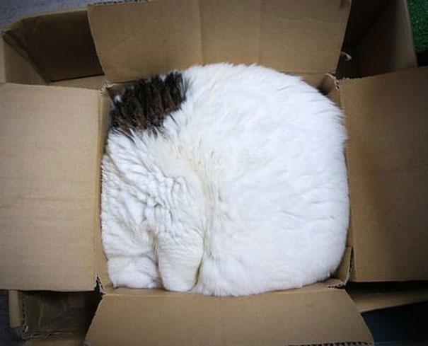 Cat Fits (5)