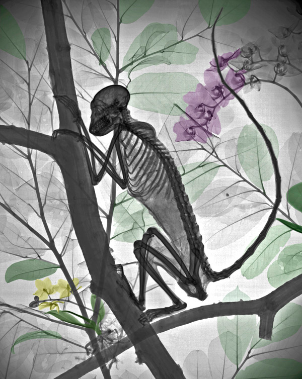 x-ray_nature (4)