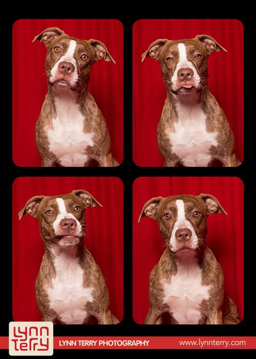dogs_in_photo_booth (12)