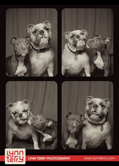 dogs_in_photo_booth (6)