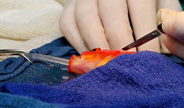 george-goldfish-brain-tumor-removal