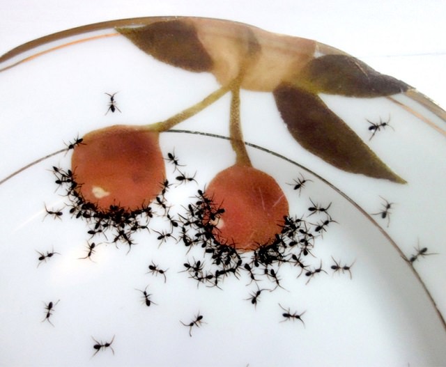 hand-painted ants (5)